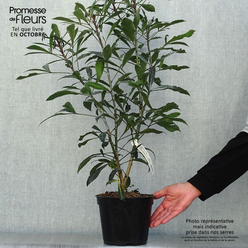 Exemplaar van Pseudopanax lessonii Dark Star - Houpara Pot van 2 l/3 l zoals geleverd in de herfst