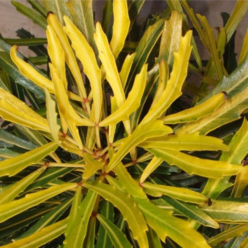 Pseudopanax lessonii Goldfinger (Blad)