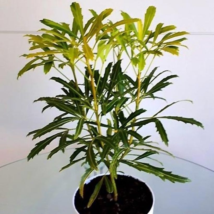 Pseudopanax lessonii Goldfinger (Groeiplaats)