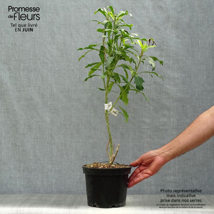 Exemplaar van Pseudopanax lessonii Goldfinger Pot van 3 l/4 l zoals geleverd in de zomer