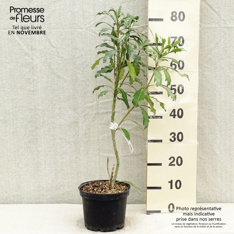 Exemplaar van Pseudopanax lessonii Goldfinger Pot van 3 l/4 l zoals geleverd in de herfst