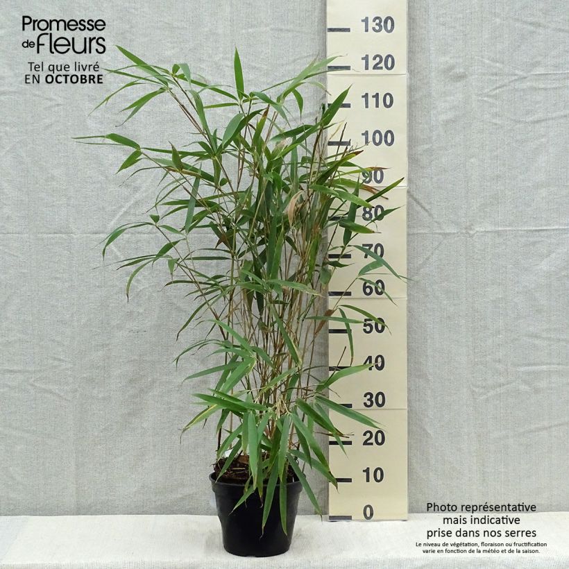 Exemplaar van Pseudosasa japonica Tsutsumiana - Japanse bamboe Pot van 4 l/5 l zoals geleverd in de herfst