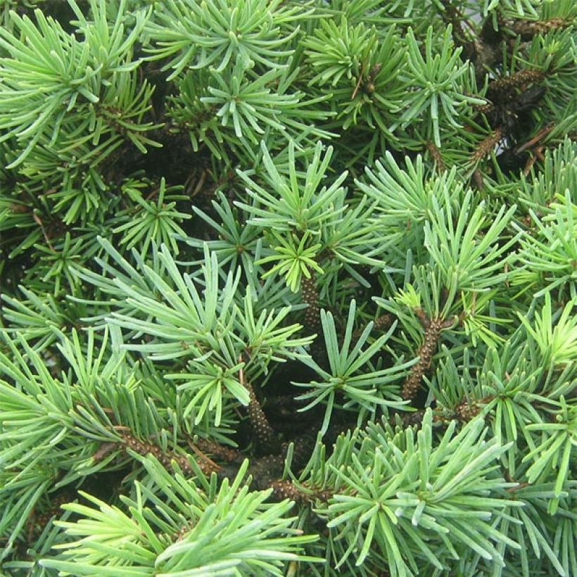 Pseudotsuga menziesii Bhiela Lhota - Douglasspar (Blad)