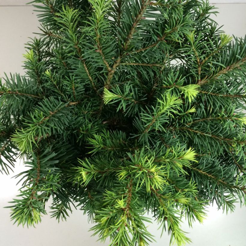 Pseudotsuga menziesii Fletcheri - Douglasspar (Blad)
