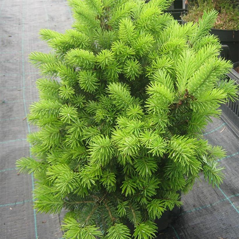 Pseudotsuga menziesii Nyrany - Douglasspar (Groeiplaats)