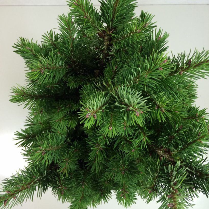 Pseudotsuga menziesii Pannenhoef - Douglasspar (Blad)