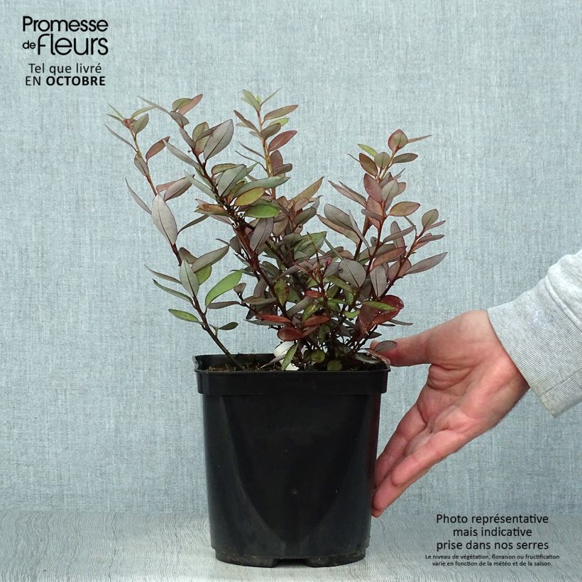Exemplaar van Pseudowintera colorata - Douglasspar Pot van 2 l/3 l zoals geleverd in de herfst