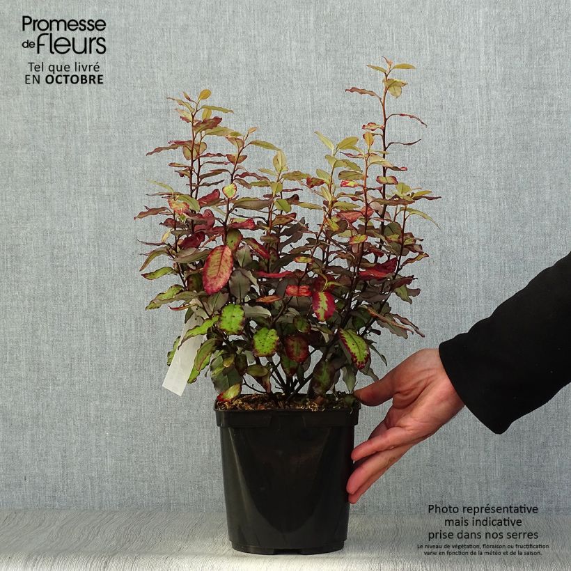 Exemplaar van Pseudowintera colorata Red Leopard - Horopito Pot van 2 l/3 l zoals geleverd in de herfst