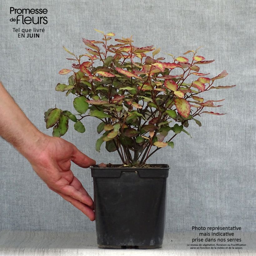 Exemplaar van Pseudowintera colorata Red Leopard - Horopito Pot van 2 l/3 l zoals geleverd in de zomer