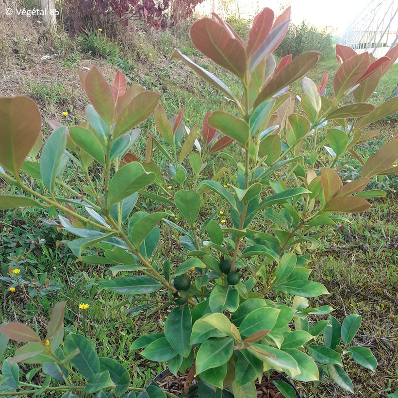 Gele aardbeiguave - Psidium cattleianum (Blad)