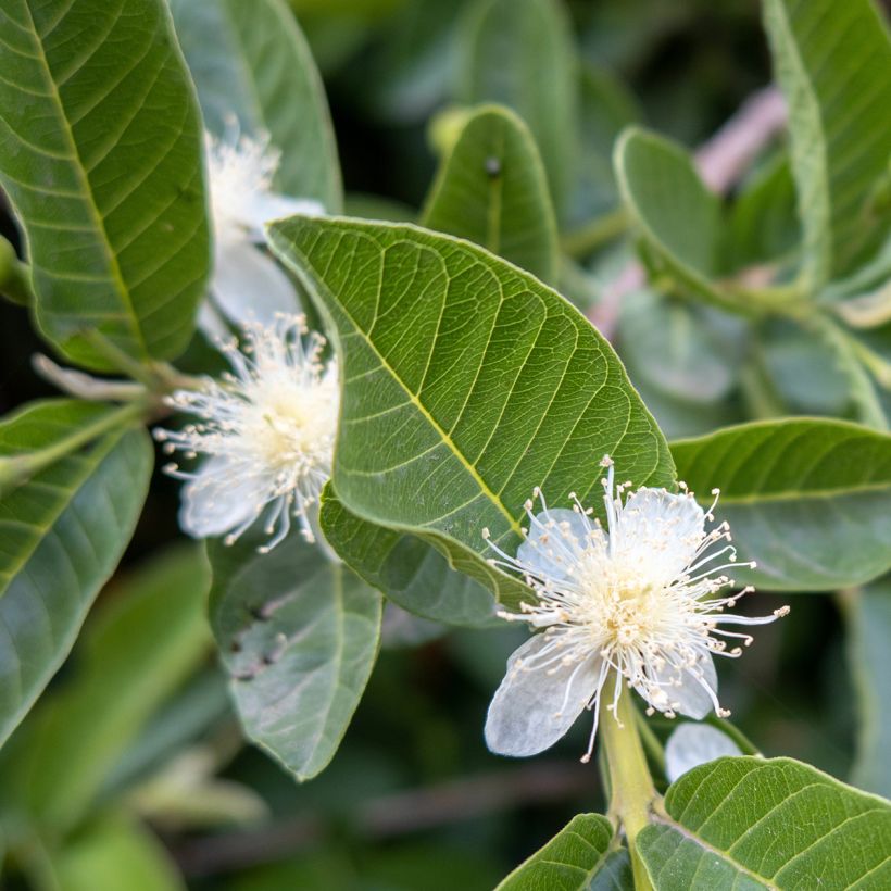 Guave Limon - Psidium guajava (Bloei)