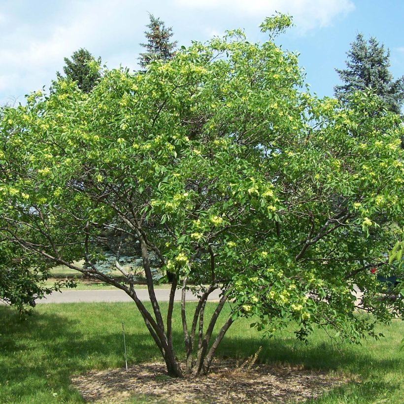 Ptelea trifoliata - Lederboom (Groeiplaats)
