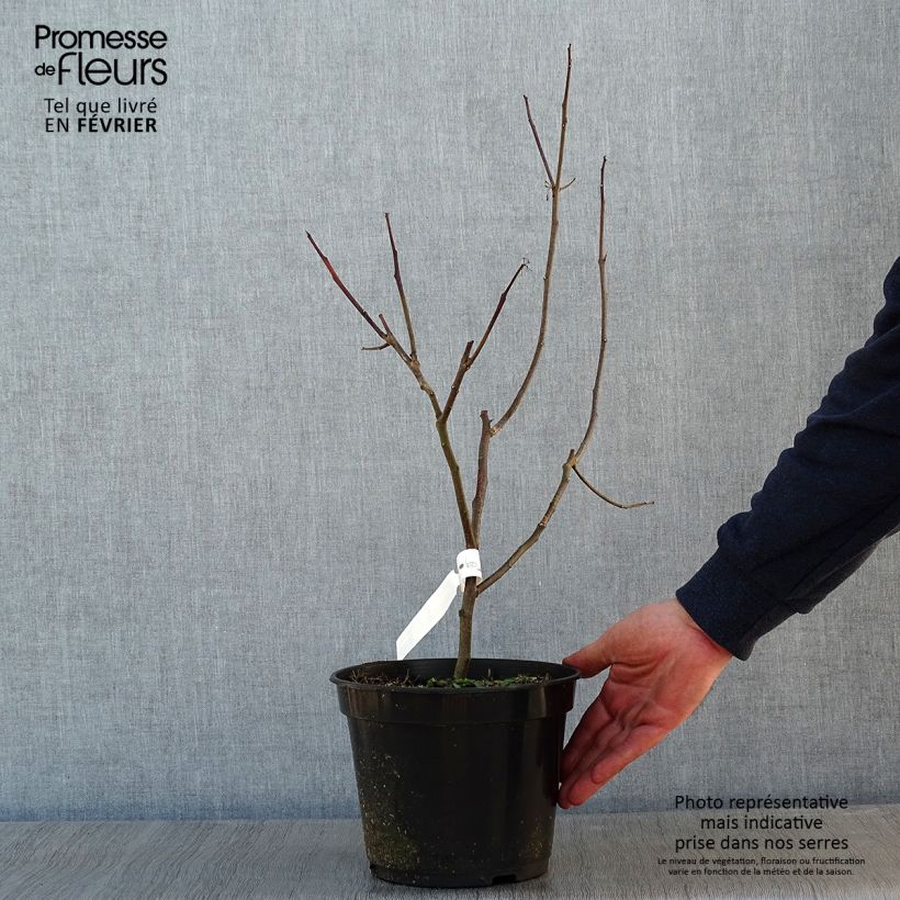 Exemplaar van Ptelea trifoliata Aurea - Lederboom Pot van 3 l/4 l zoals geleverd in de winter