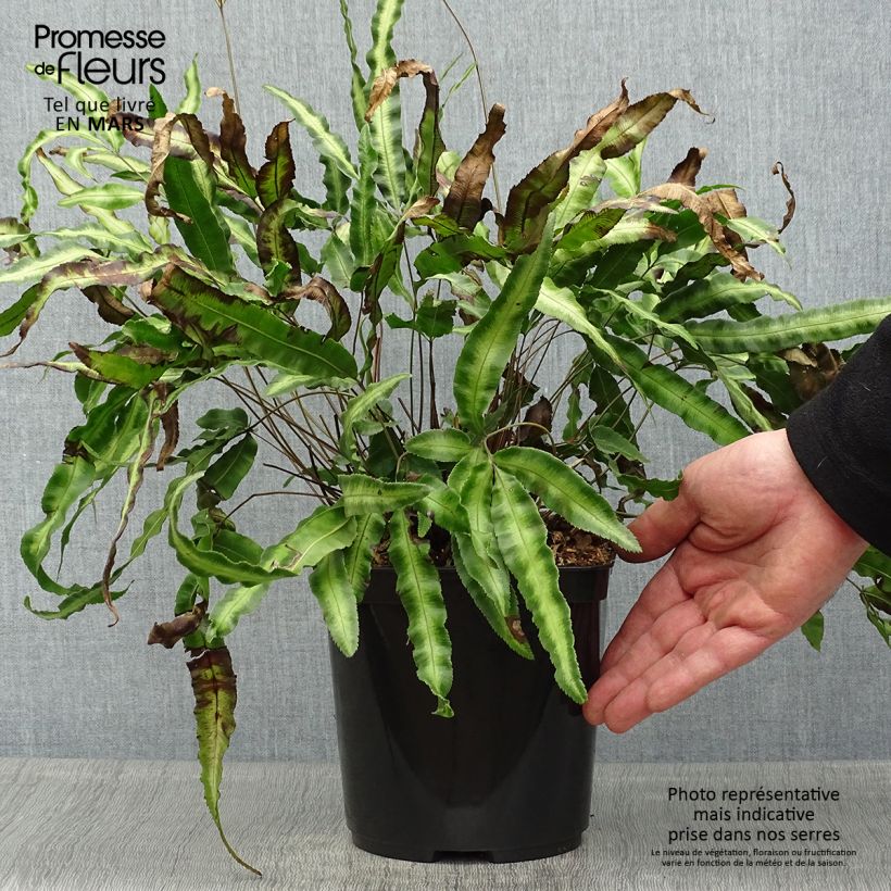 Exemplaar van Pteris nipponica - Lintvaren Pot van 3 l/4 l zoals geleverd in de lente