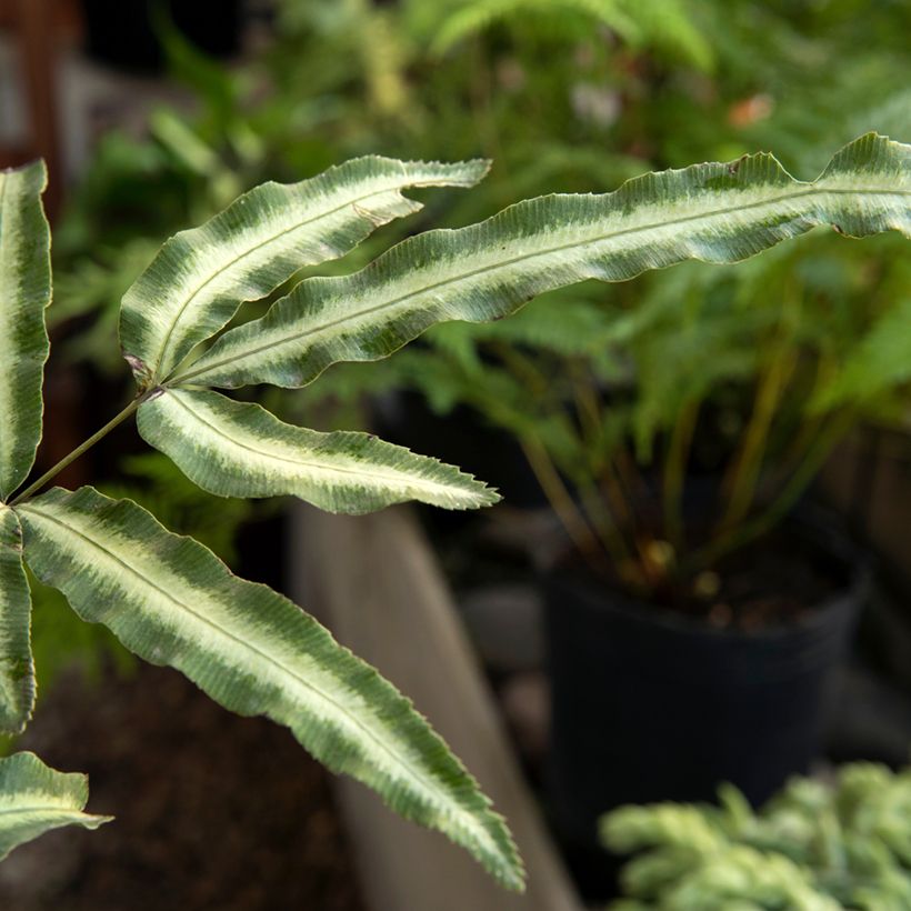 Pteris nipponica - Lintvaren (Blad)