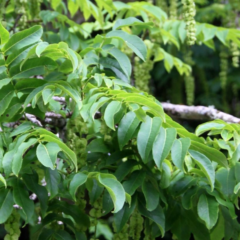 Pterocarya fraxinifolia - Kaukasische vleugelnoot (Blad)