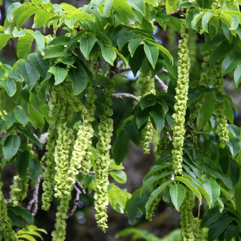 Pterocarya fraxinifolia - Kaukasische vleugelnoot (Oogst)