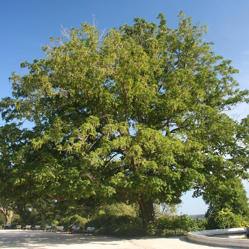 Pterocarya fraxinifolia - Kaukasische vleugelnoot (Groeiplaats)
