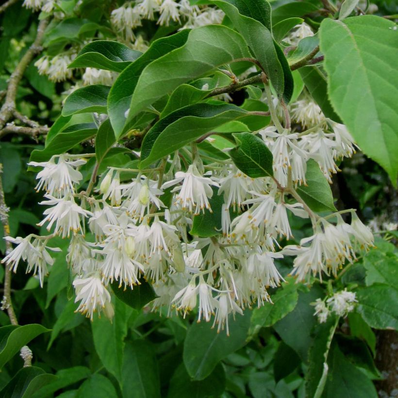 Pterostyrax corymbosa - Vleugelstorax (Bloei)