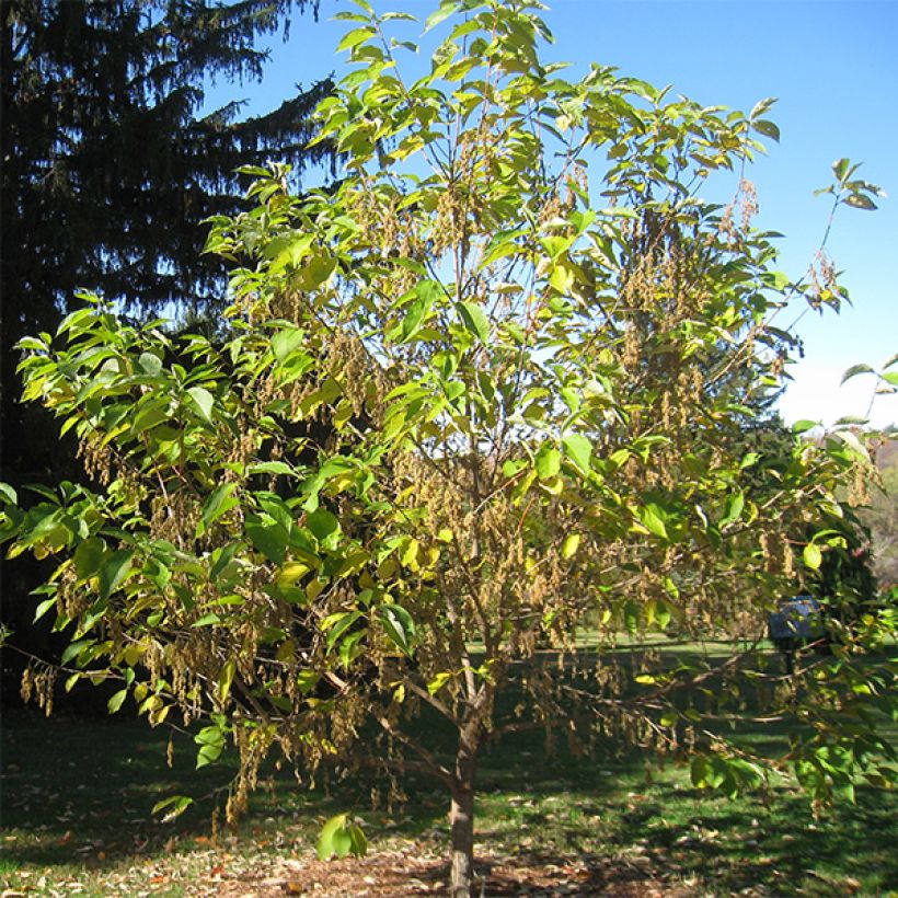 Pterostyrax hispida - Vleugelstorax (Groeiplaats)
