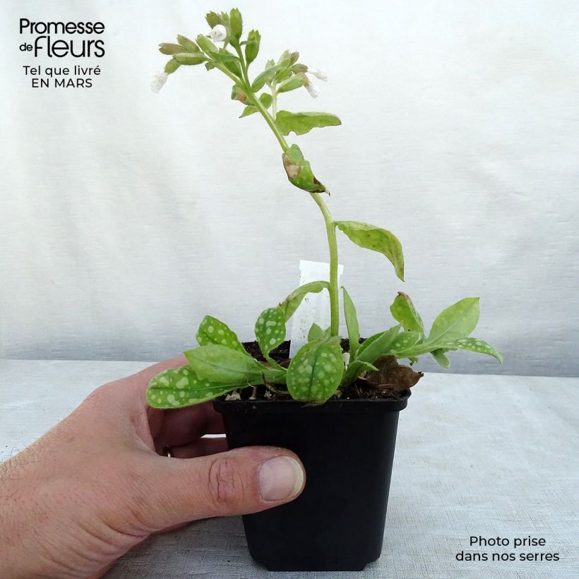 Exemplaar van Pulmonaria Ice Ballet - Longkruid Kweekpotje van 8/9 cm zoals geleverd in de lente