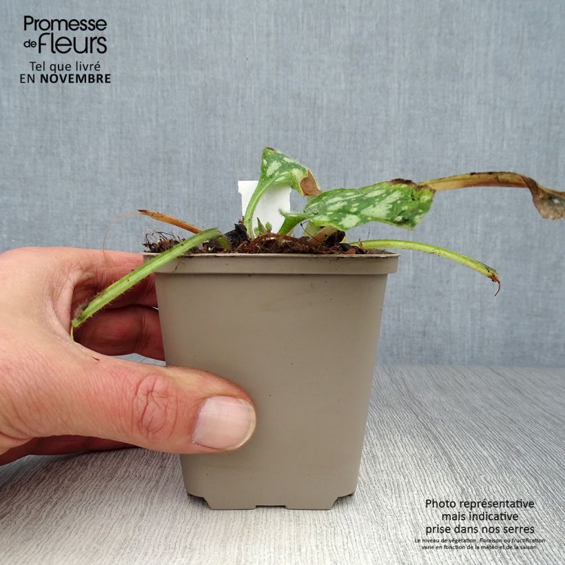 Exemplaar van Pulmonaria Shrimps on the Barbie - Longkruid Kweekpotje van 8/9 cm zoals geleverd in de herfst