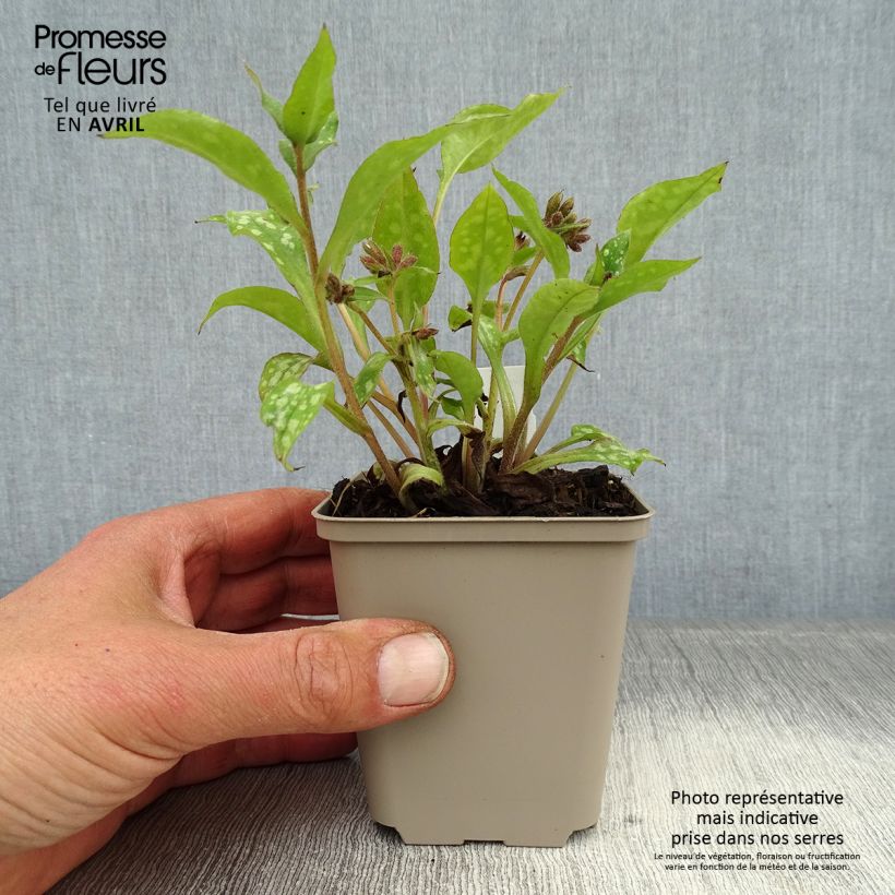 Exemplaar van Pulmonaria Shrimps on the Barbie - Longkruid Kweekpotje van 8/9 cm zoals geleverd in de lente