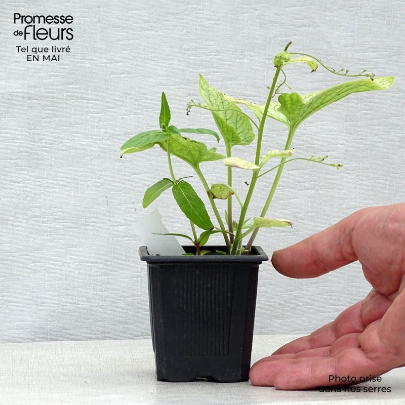 Exemplaar van Pulmonaria saccharata Silver Bouquet - Longkruid Kweekpotje van 8/9 cm zoals geleverd in de lente