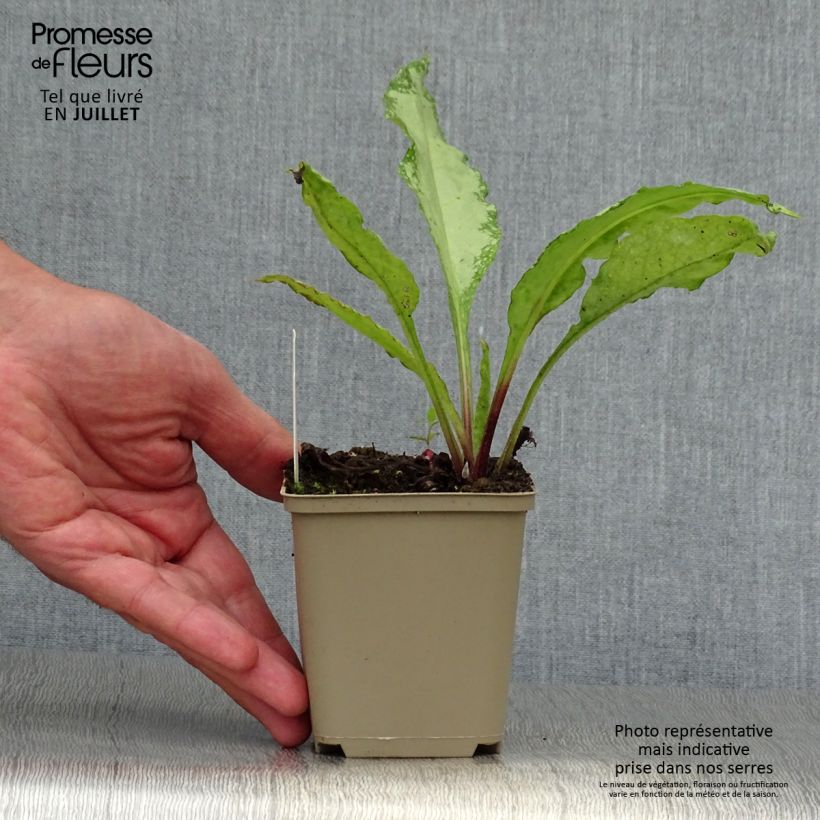 Exemplaar van Pulmonaria saccharata Silver Bouquet - Longkruid Kweekpotje van 8/9 cm zoals geleverd in de zomer