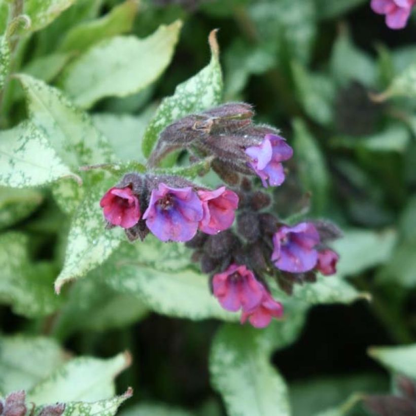 Pulmonaria Majesté - Longkruid (Bloei)