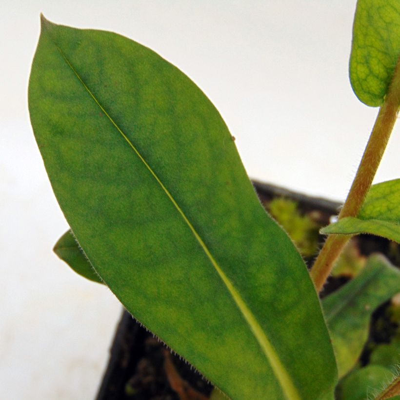 Pulmonaria Blue Ensign - Longkruid (Blad)