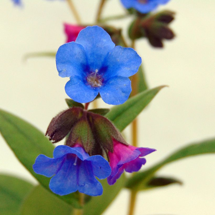 Pulmonaria Blue Ensign - Longkruid (Bloei)