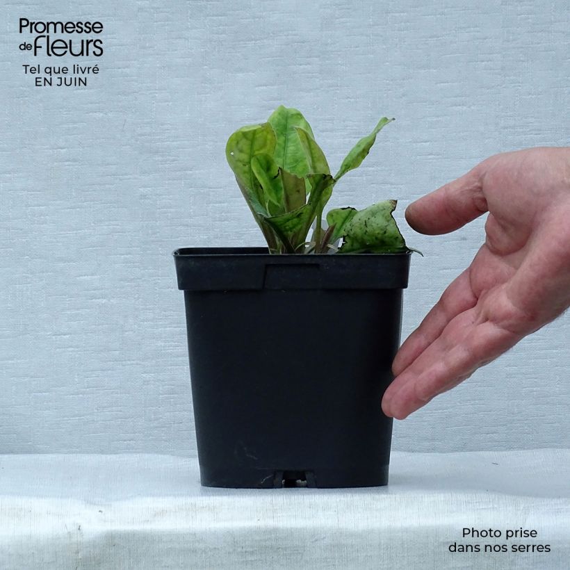 Exemplaar van Pulmonaria Blue Ensign - Longkruid Pot van 2 l/3 l zoals geleverd in de zomer