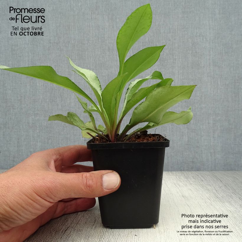 Exemplaar van Pulmonaria Diane Clare - Longkruid Kweekpotje van 8/9 cm zoals geleverd in de herfst