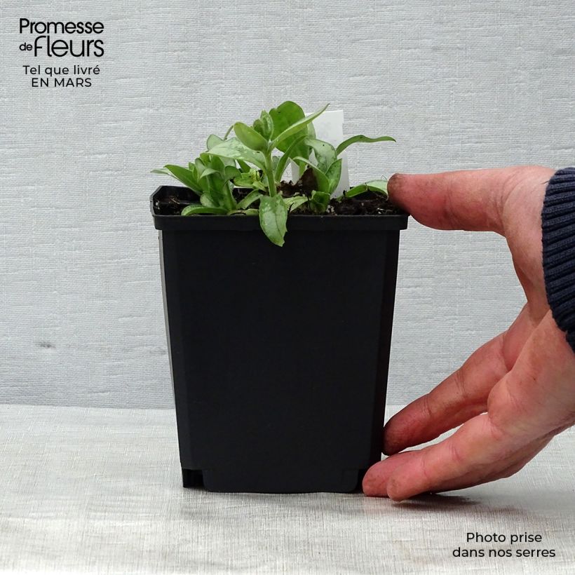 Exemplaar van Pulmonaria Majesté - Longkruid Kweekpotje van 8/9 cm zoals geleverd in de lente