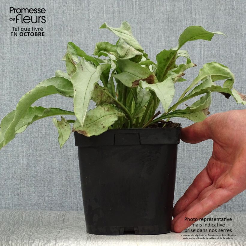 Exemplaar van Pulmonaria Majesté - Longkruid Pot van 2 l/3 l zoals geleverd in de herfst