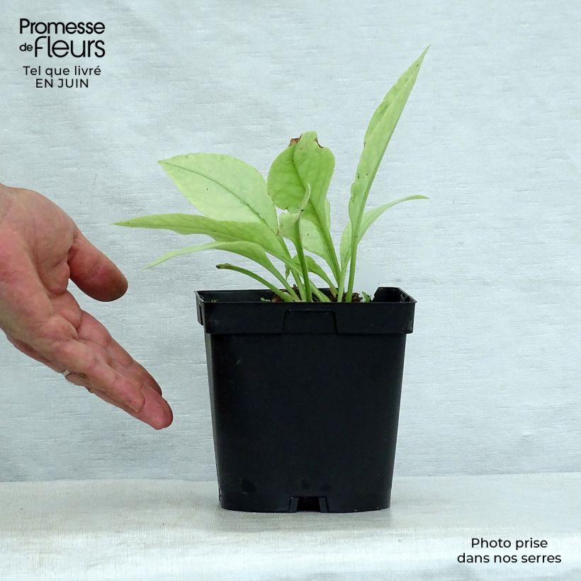 Exemplaar van Pulmonaria Majesté - Longkruid Pot van 2 l/3 l zoals geleverd in de zomer