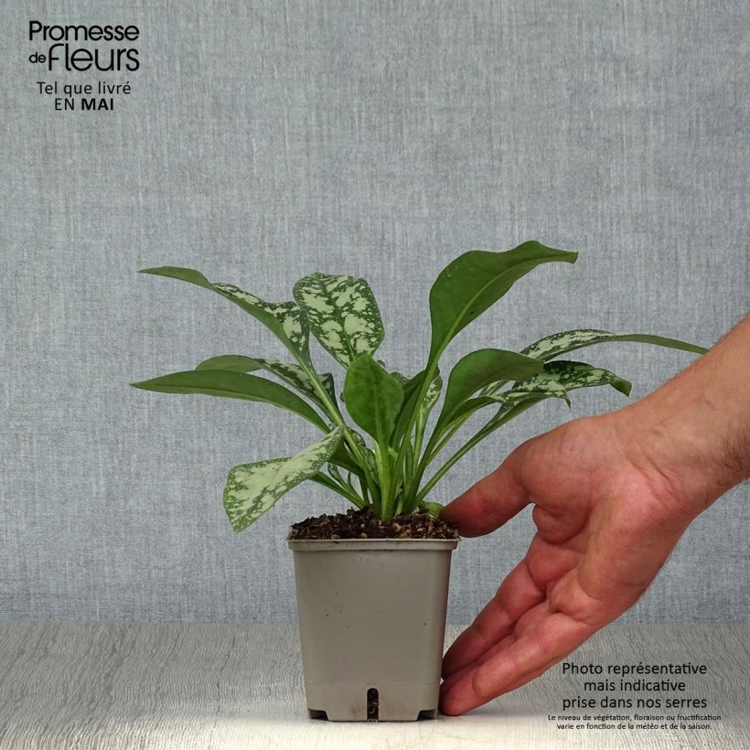 Exemplaar van Pulmonaria Opal - Longkruid Kweekpotje van 8/9 cm zoals geleverd in de lente