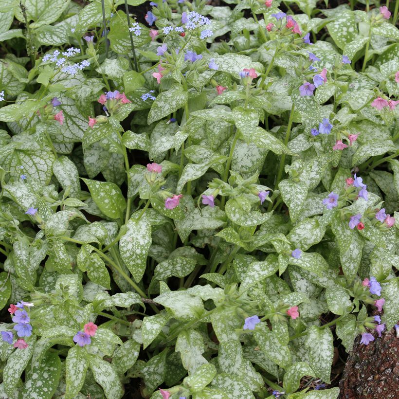 Pulmonaria Raspberry Splash - Longkruid (Blad)