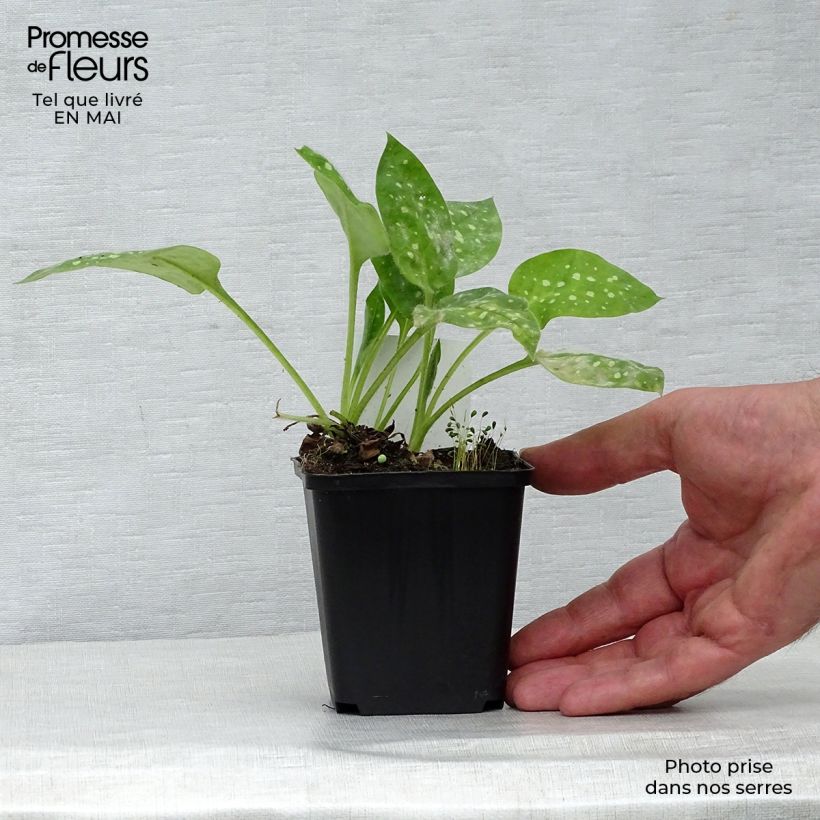 Exemplaar van Pulmonaria Sissinghurst White - Longkruid Kweekpotje van 8/9 cm zoals geleverd in de lente