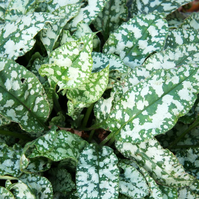 Pulmonaria Twinkle Toes - Longkruid (Blad)