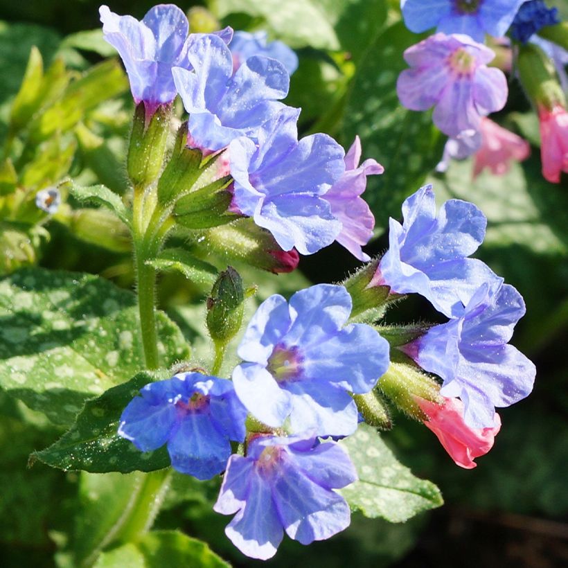 Pulmonaria Twinkle Toes - Longkruid (Bloei)