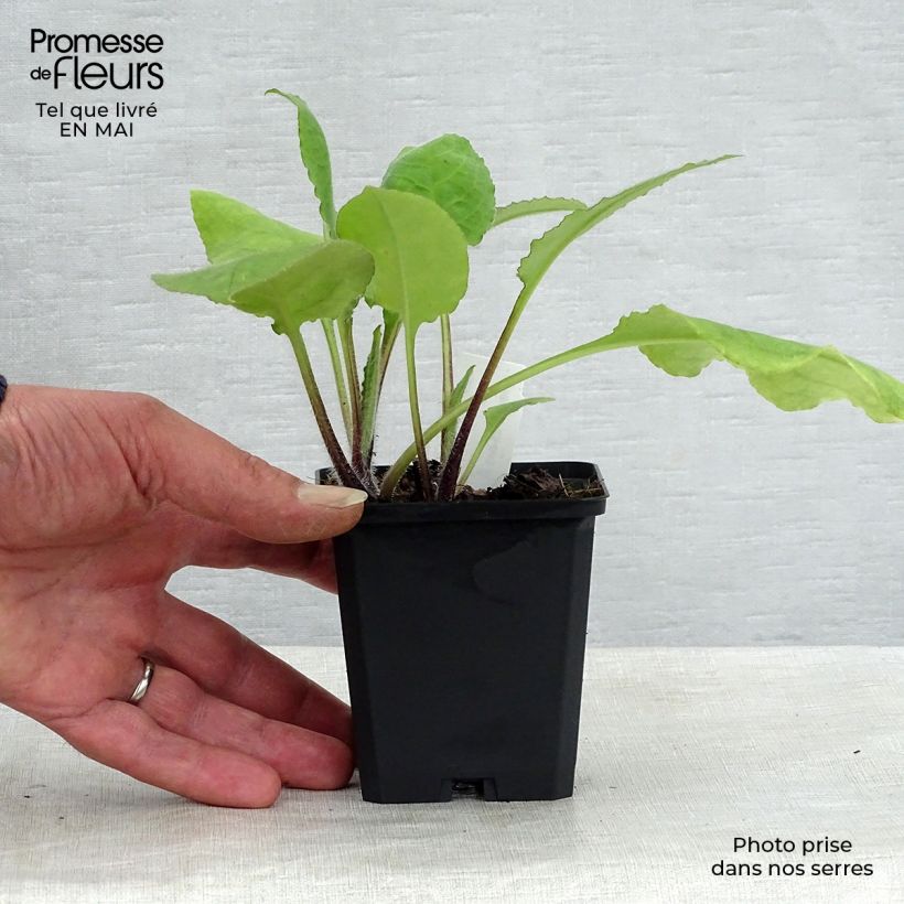 Exemplaar van Pulmonaria rubra - Longkruid Kweekpotje van 8/9 cm zoals geleverd in de lente