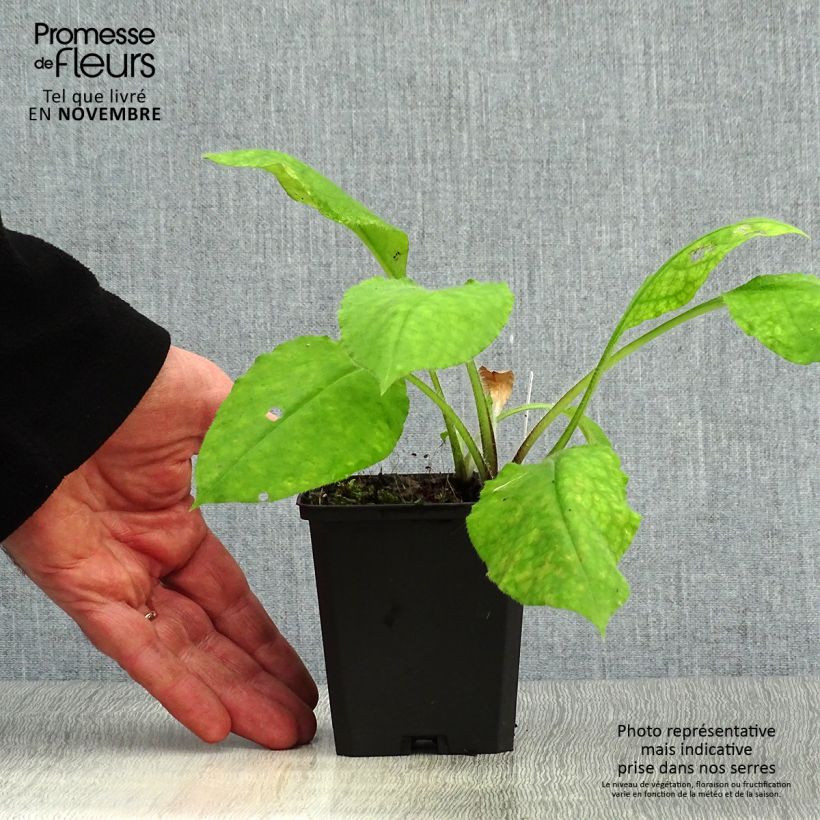 Exemplaar van Pulmonaria rubra - Longkruid Kweekpotje van 8/9 cm zoals geleverd in de herfst