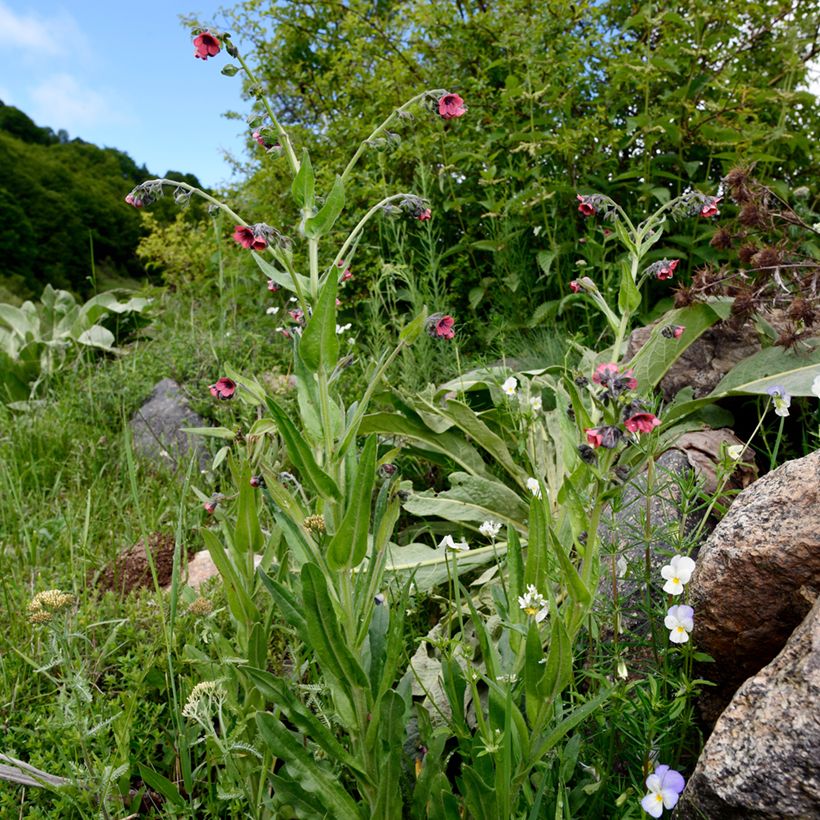 Pulmonaria rubra - Longkruid (Groeiplaats)