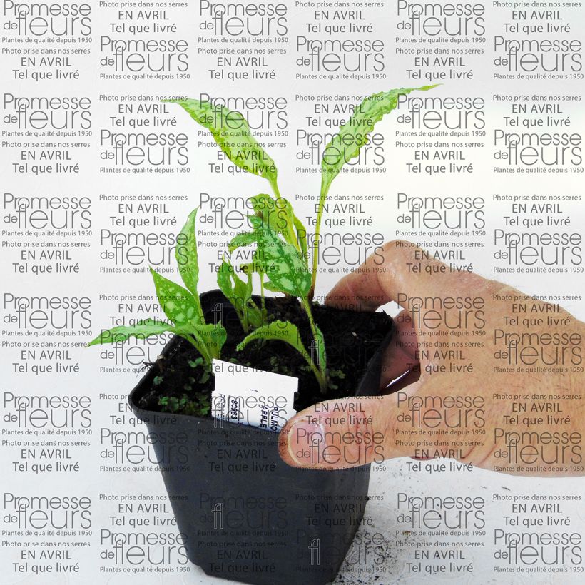 Voorbeeld van een exemplaar van Pulmonaria Apple Frost - Longkruid Kweekpotje van 8/9 cm zoals geleverd