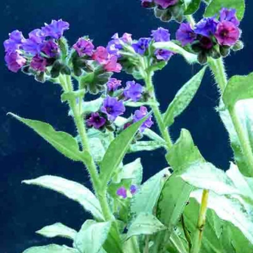 Pulmonaria Diane Clare - Longkruid (Bloei)