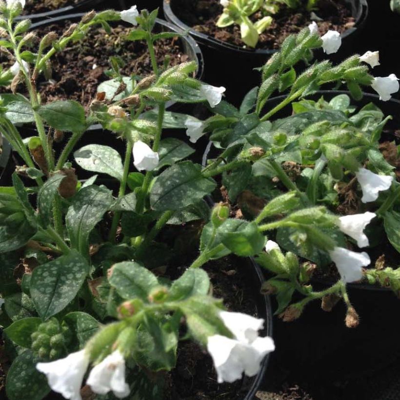 Pulmonaria Ice Ballet - Longkruid (Bloei)