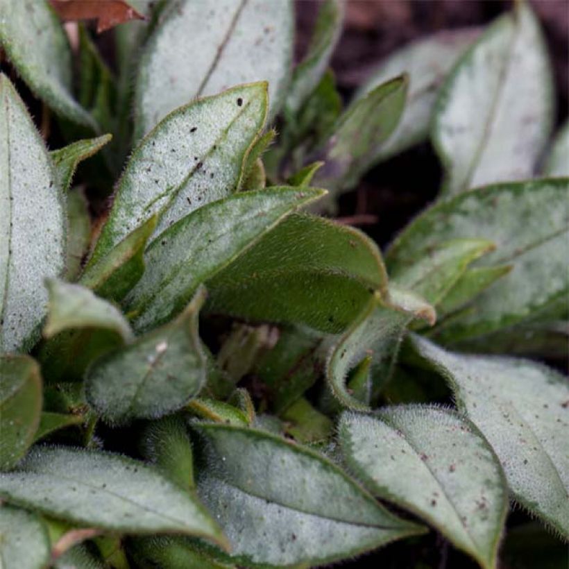 Pulmonaria Samourai - Longkruid (Blad)