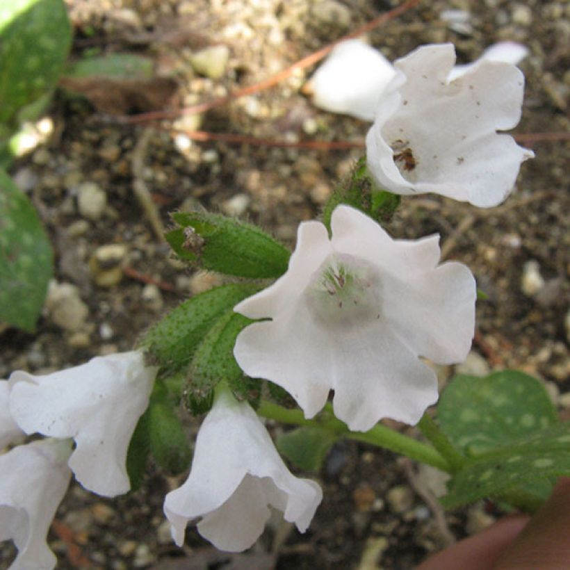 Pulmonaria Sissinghurst White - Longkruid (Bloei)